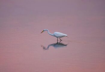 white heron in a lake